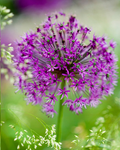 Allium purple sensation.jpg
